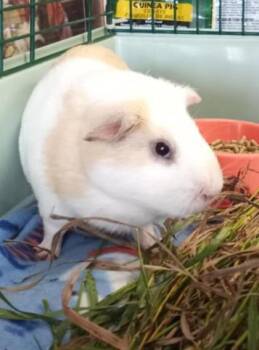 Rescue Guinea Pig Guinea Pigs for Adoption in Waupaca, Wisconsin - Elvis | PetCurious